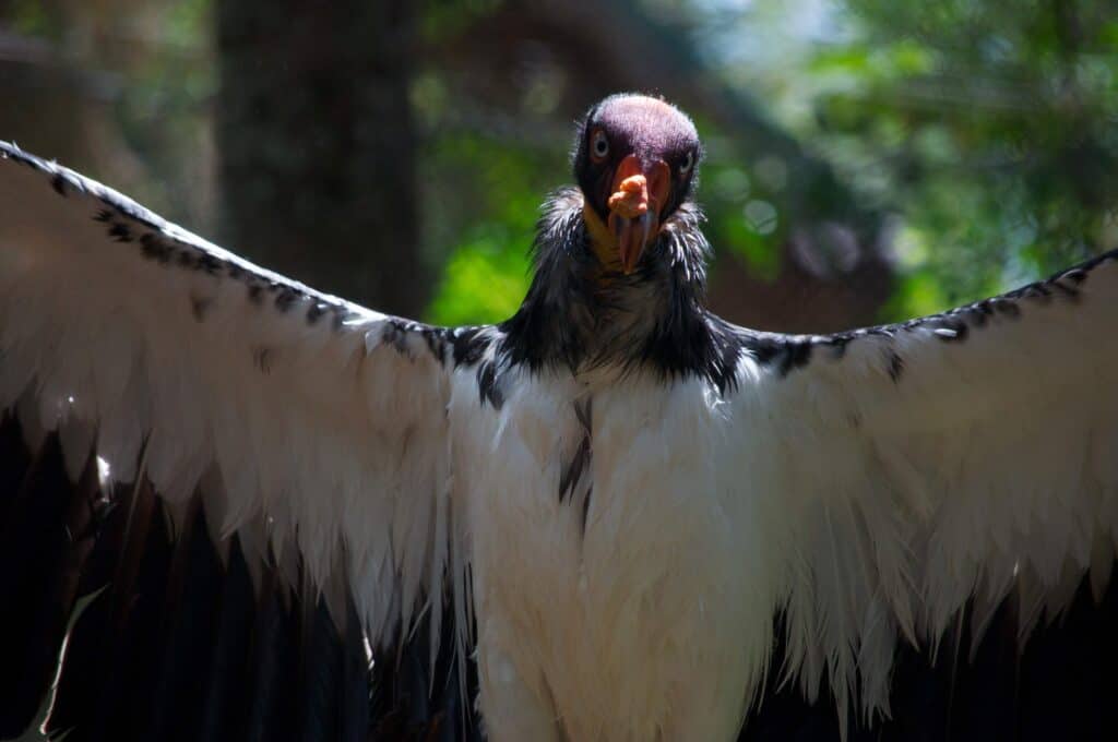 Bird Flu Vaccines To Take Flight After Condor Outbreak